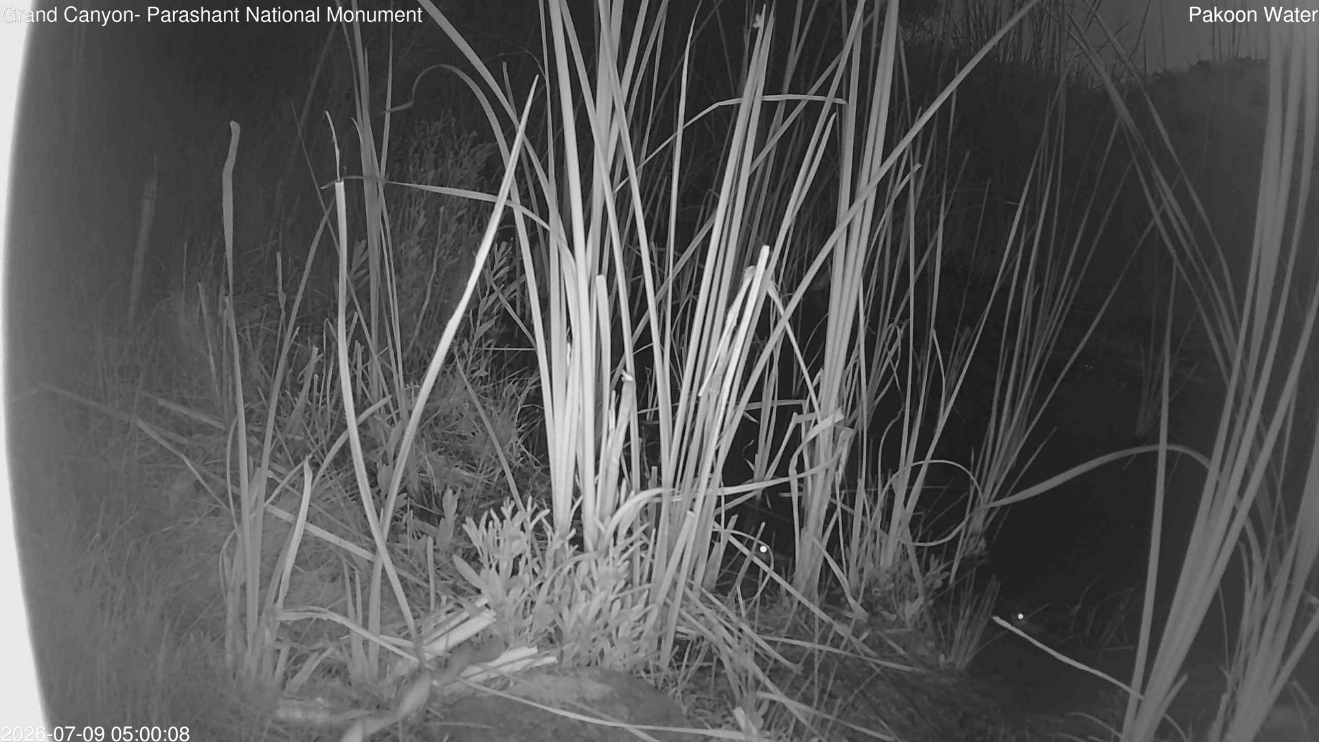 time-lapse frame, Pakoon Springs Stream Side webcam