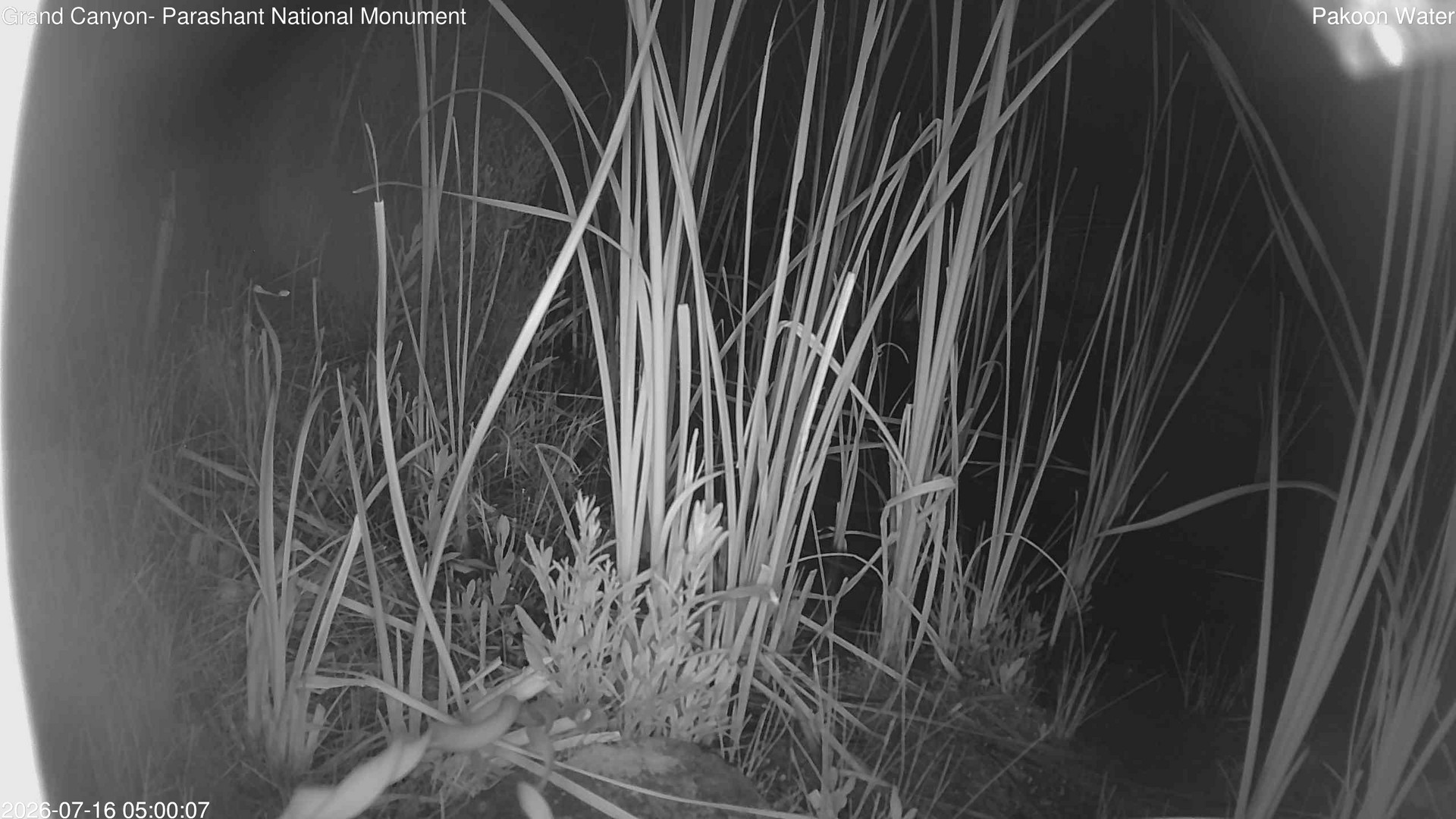 time-lapse frame, Pakoon Springs Stream Side webcam