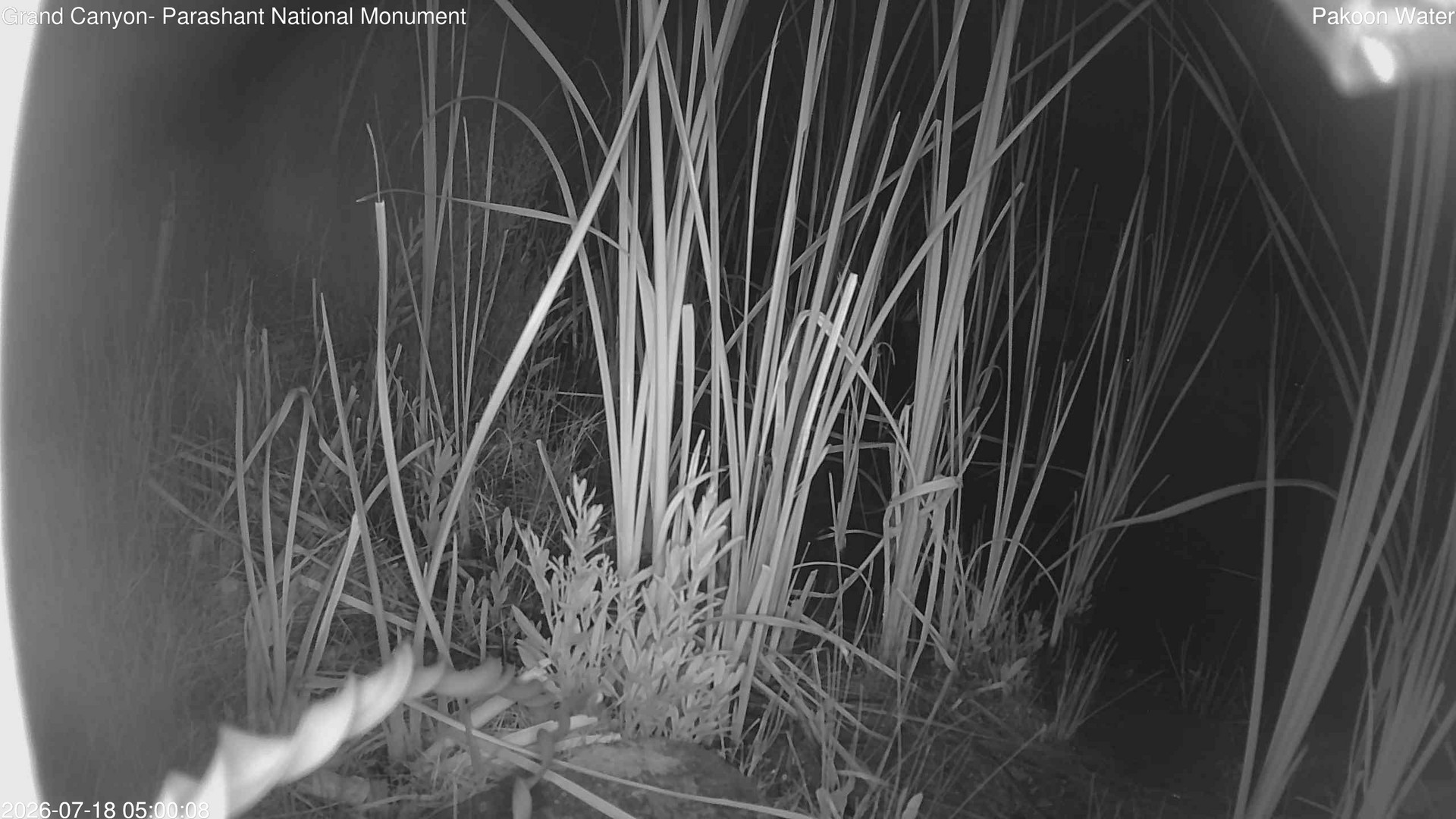 time-lapse frame, Pakoon Springs Stream Side webcam