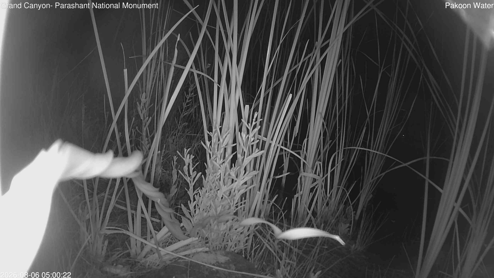 time-lapse frame, Pakoon Springs Stream Side webcam
