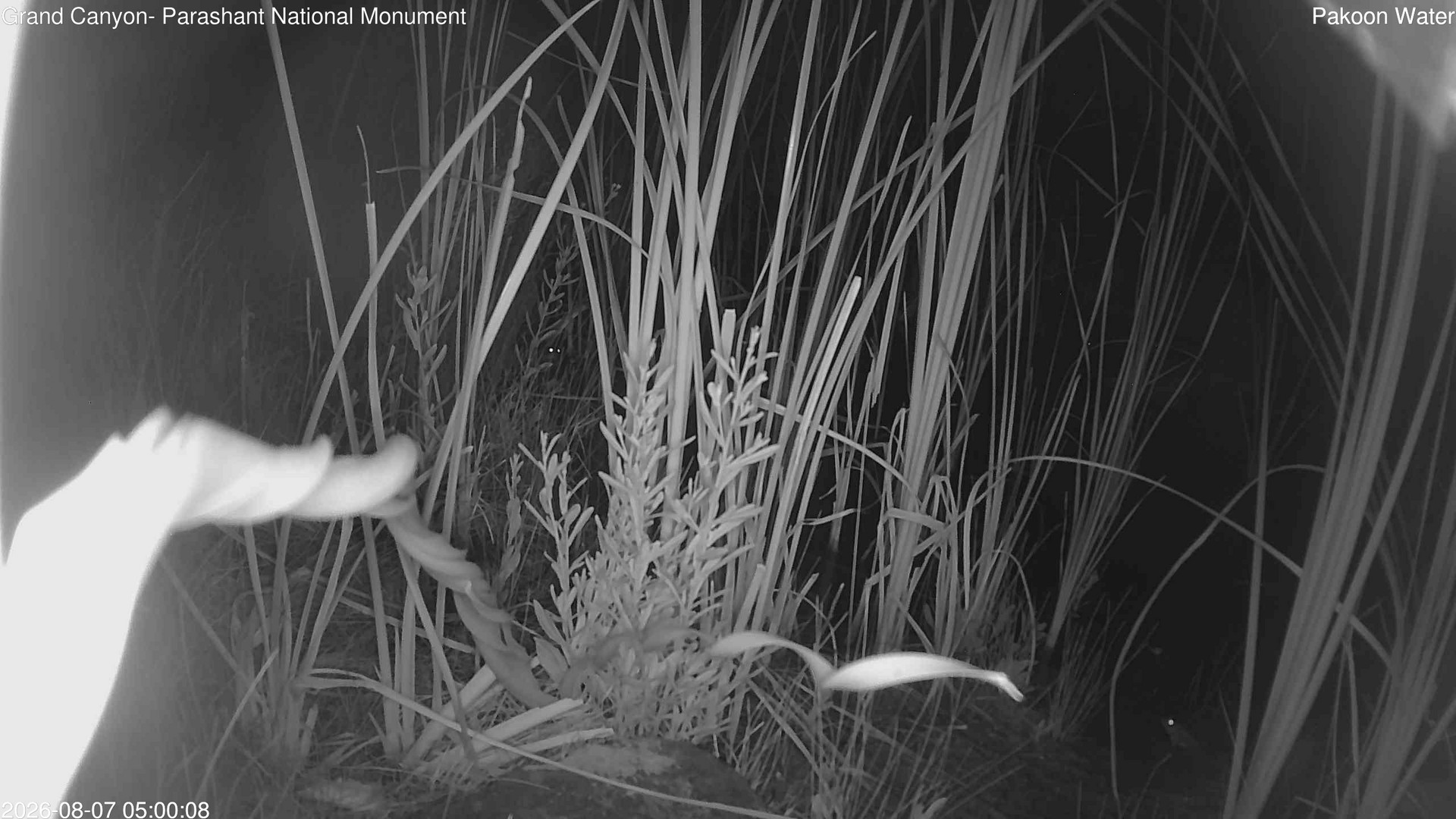 time-lapse frame, Pakoon Springs Stream Side webcam