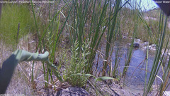 view from Pakoon Springs Stream Side on 2026-08-07