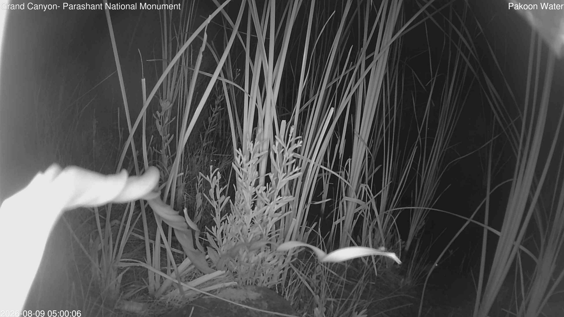 time-lapse frame, Pakoon Springs Stream Side webcam