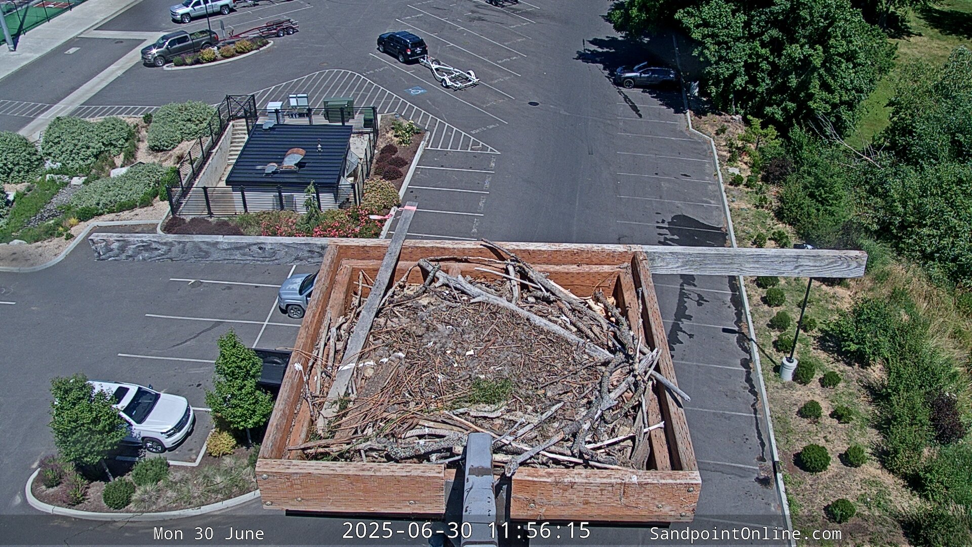 time-lapse frame, Sandpoint Online - Osprey Nest Time-lapse webcam