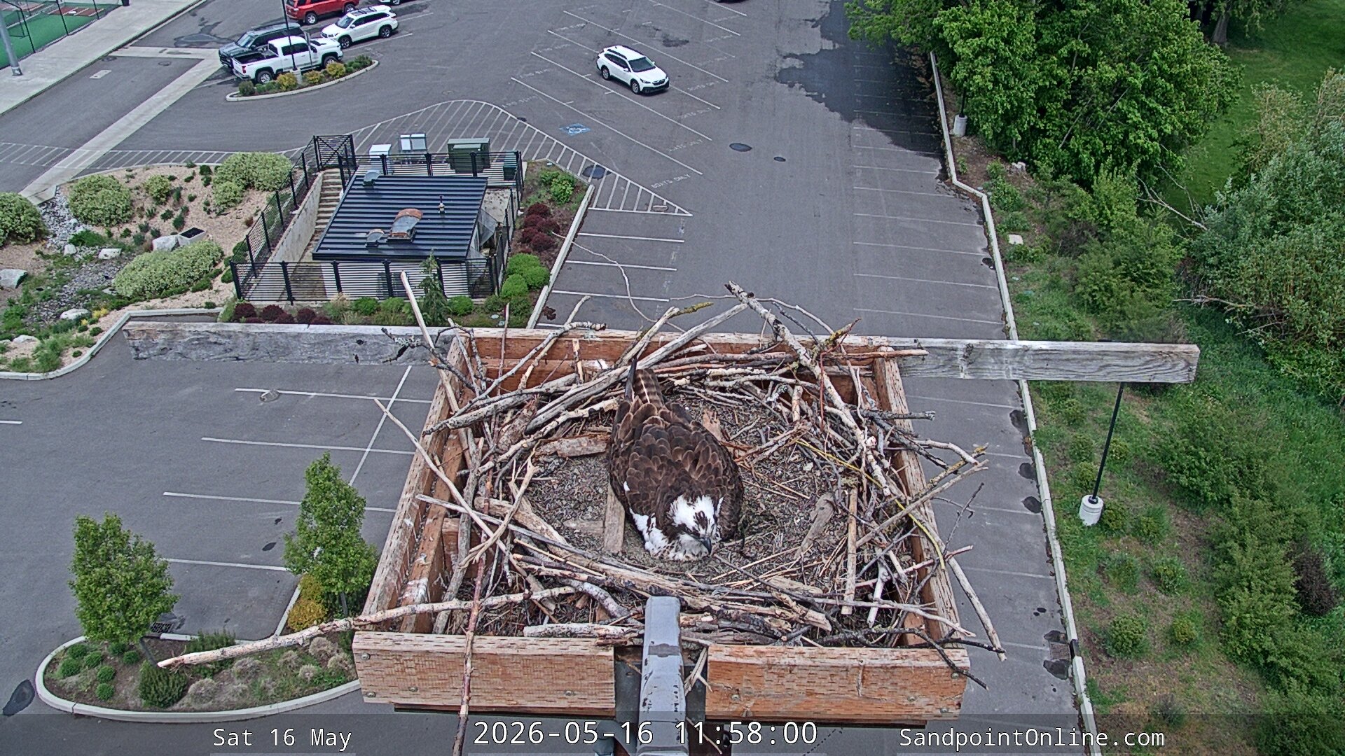time-lapse frame, Sandpoint Online - Osprey Nest Time-lapse webcam