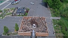 view from Sandpoint Online - Osprey Nest Time-lapse on 2026-05-16