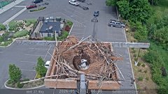 view from Sandpoint Online - Osprey Nest Time-lapse on 2026-05-27