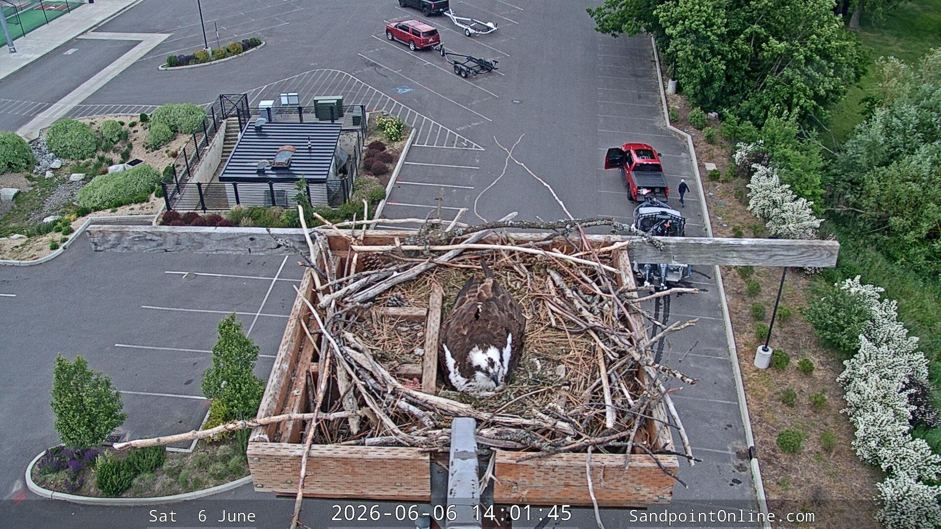 time-lapse frame, Sandpoint Online - Osprey Nest Time-lapse webcam