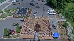 view from Sandpoint Online - Osprey Nest Time-lapse on 2026-06-11