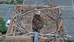 view from Sandpoint Online - Osprey Nest Time-lapse on 2026-06-18