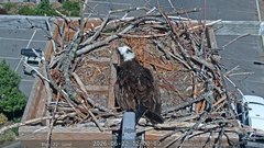 view from Sandpoint Online - Osprey Nest Time-lapse on 2026-06-22
