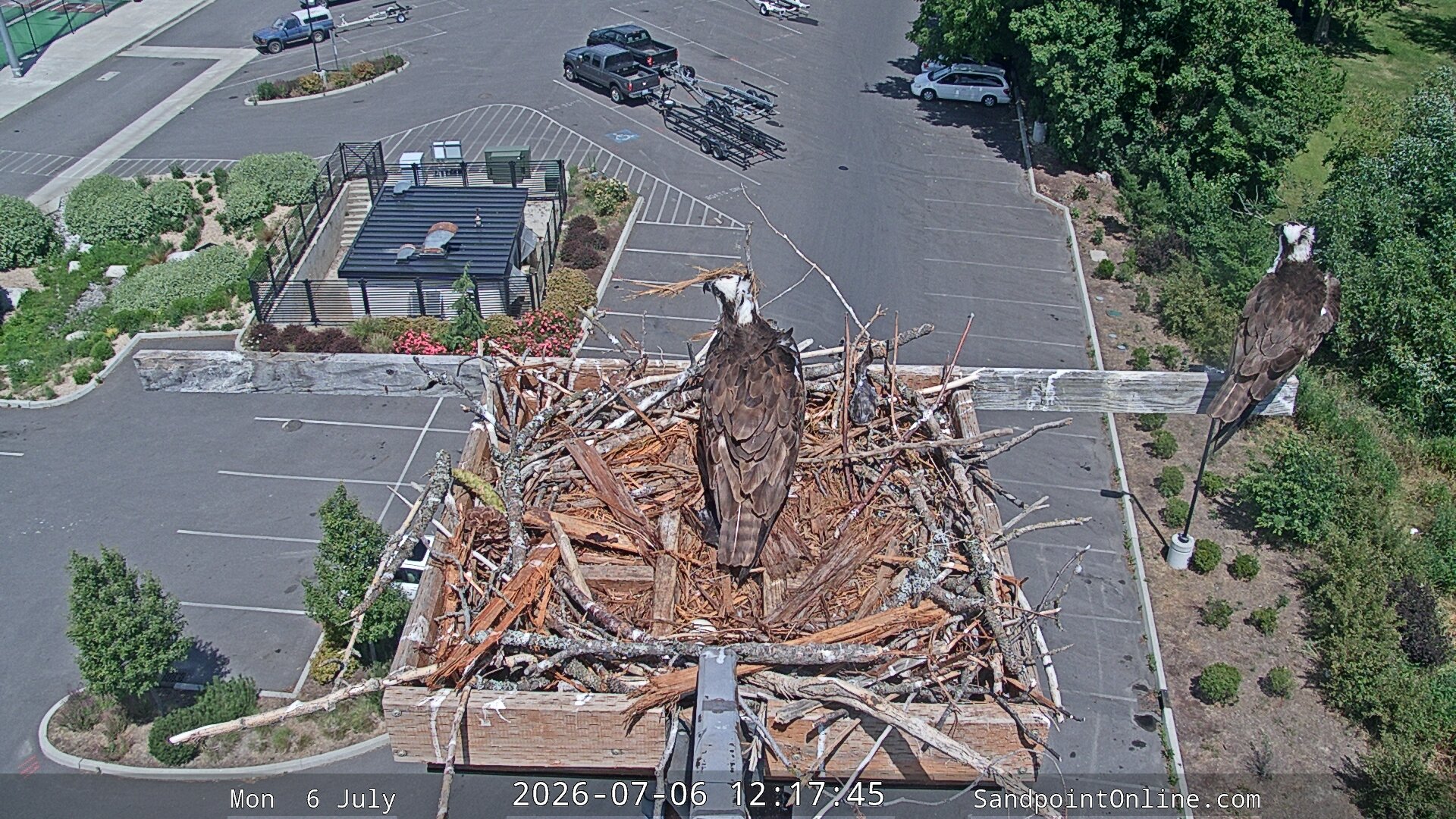 time-lapse frame, Sandpoint Online - Osprey Nest Time-lapse webcam