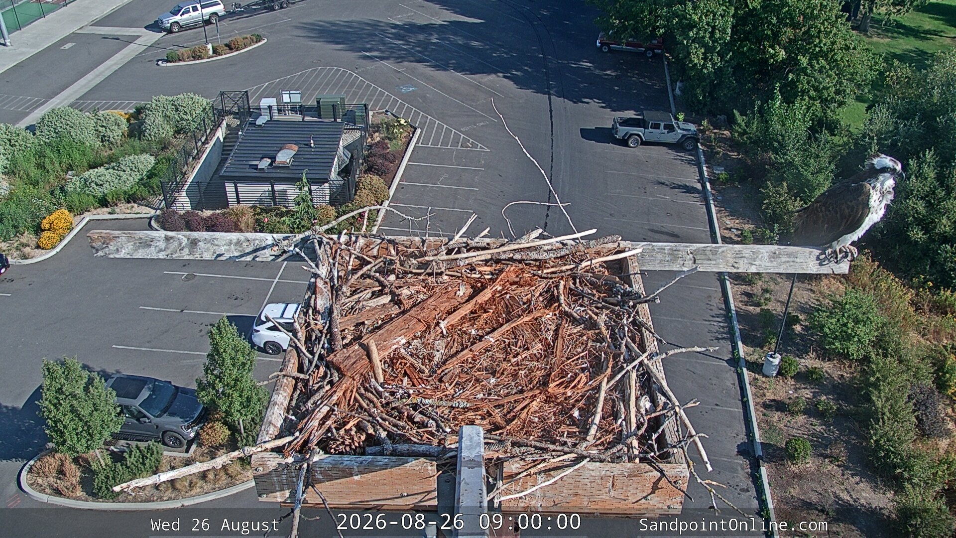 time-lapse frame, Sandpoint Online - Osprey Nest Time-lapse webcam