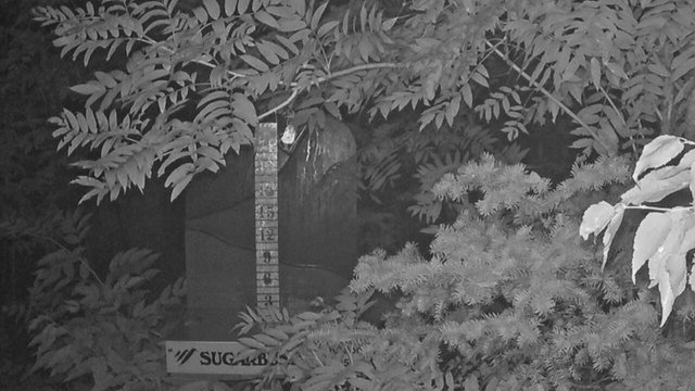 time-lapse frame, Sugarbush Mid-Mountain Snow Stake webcam