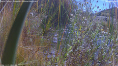 view from Pakoon Springs Stream Side on 2024-11-13