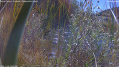 view from Pakoon Springs Stream Side on 2024-11-20