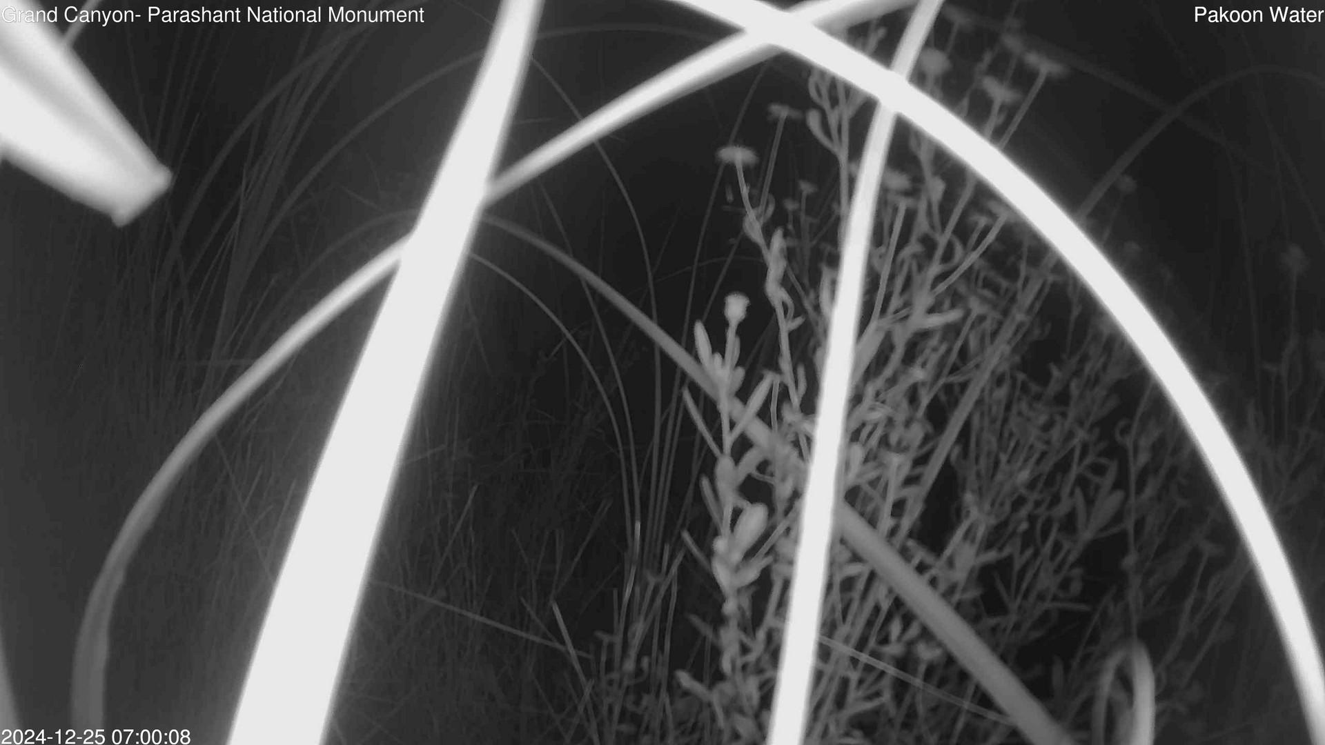 time-lapse frame, Pakoon Springs Stream Side webcam