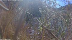 view from Pakoon Springs Stream Side on 2024-12-30