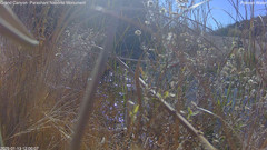 view from Pakoon Springs Stream Side on 2025-01-13