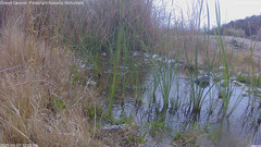 view from Pakoon Springs Stream Side on 2025-03-07