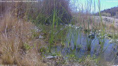 view from Pakoon Springs Stream Side on 2025-03-08