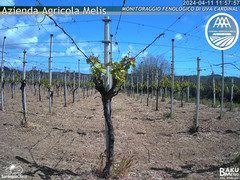 view from Bari Sardo - Fenologica on 2024-04-11