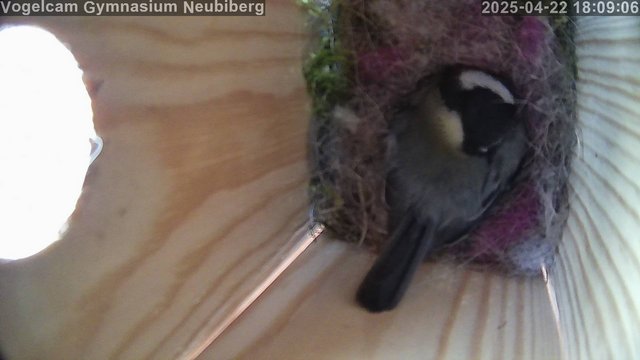 time-lapse frame, Vogelcam Gymnasium Neubiberg webcam